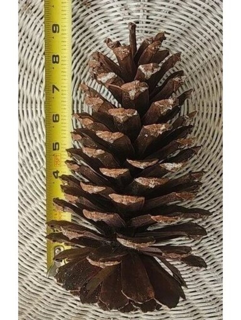 Large Natural North Florida Pinecones